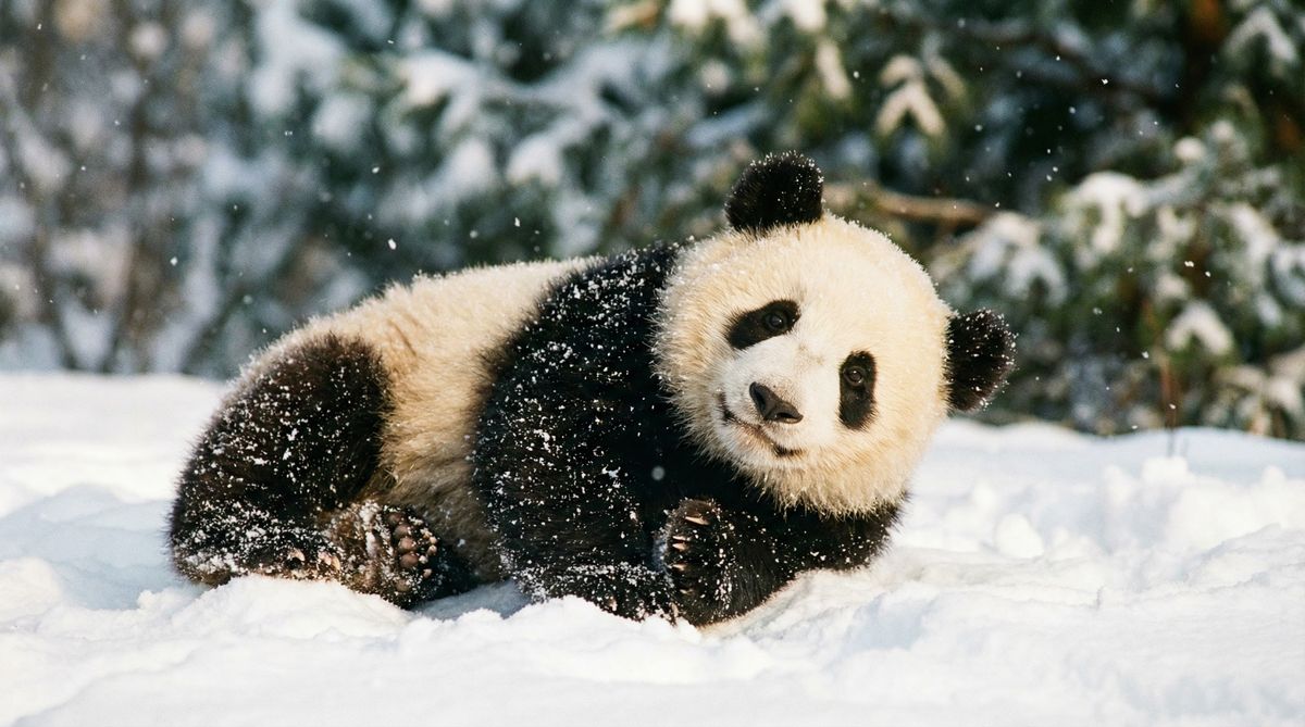 高清视频熊猫视频社区